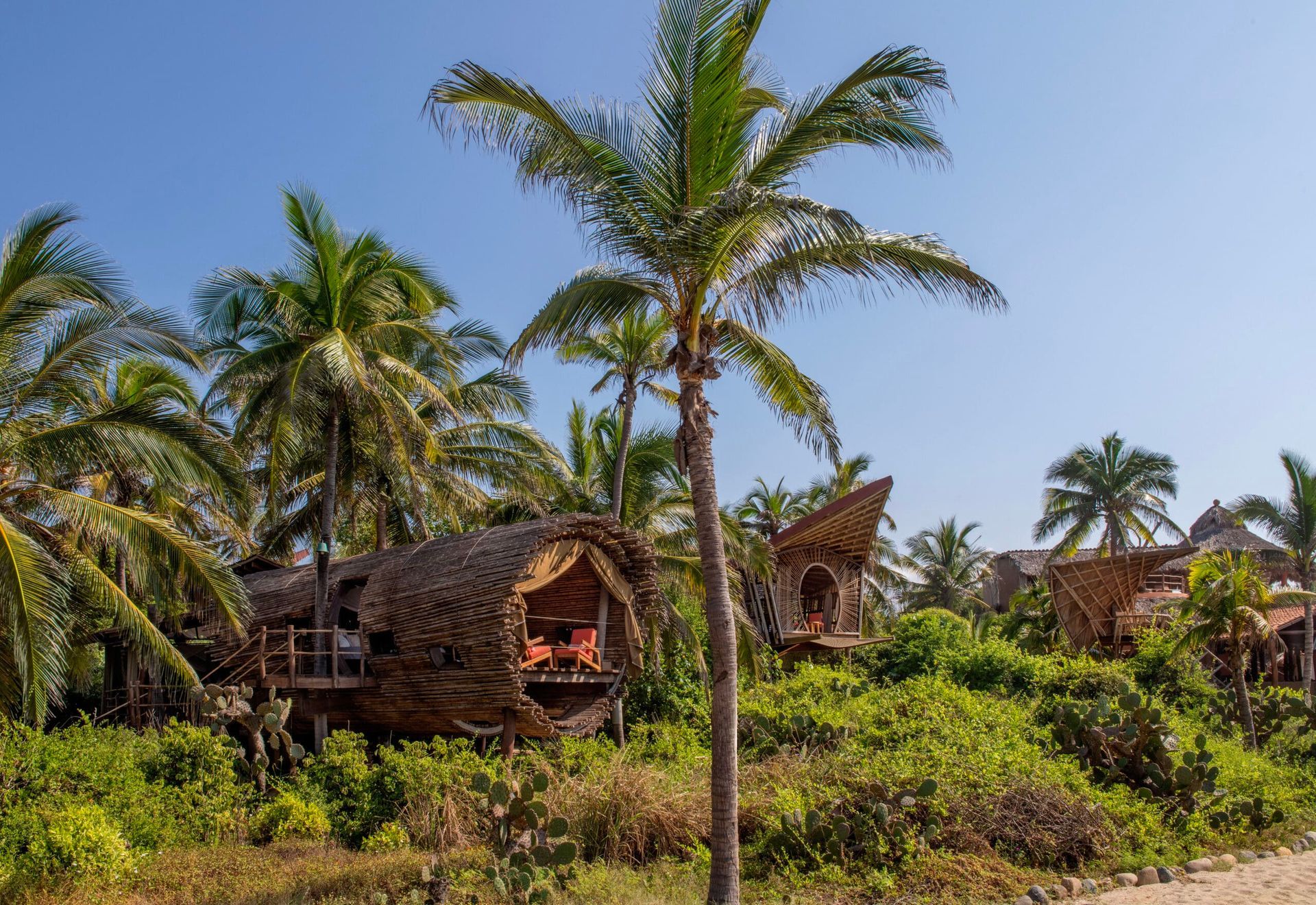 A palm tree is standing in front of a wooden house surrounded by palm trees.