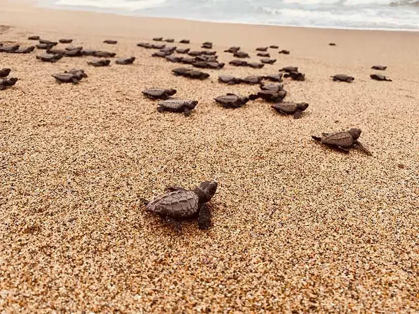 A group of sea turtles are crawling on a sandy beach.