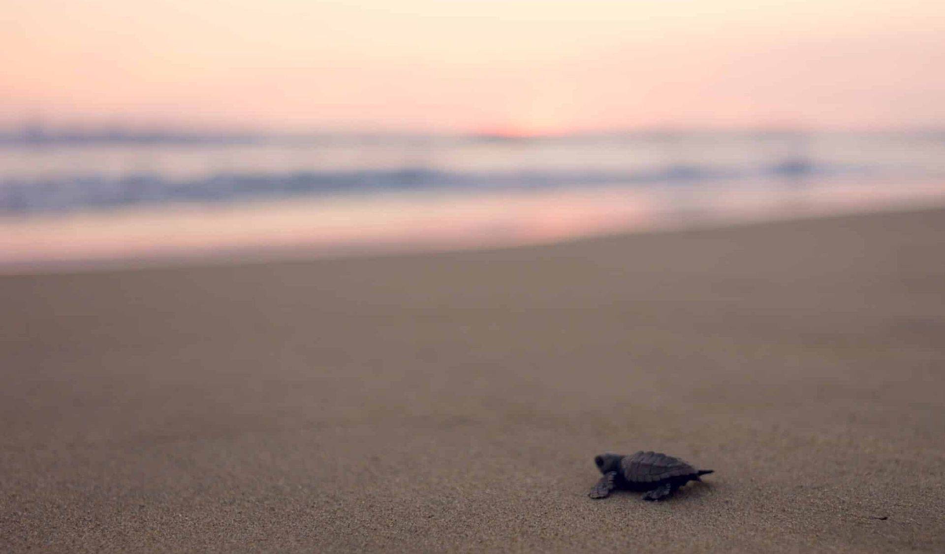 A baby sea turtle is walking on the beach at sunset.