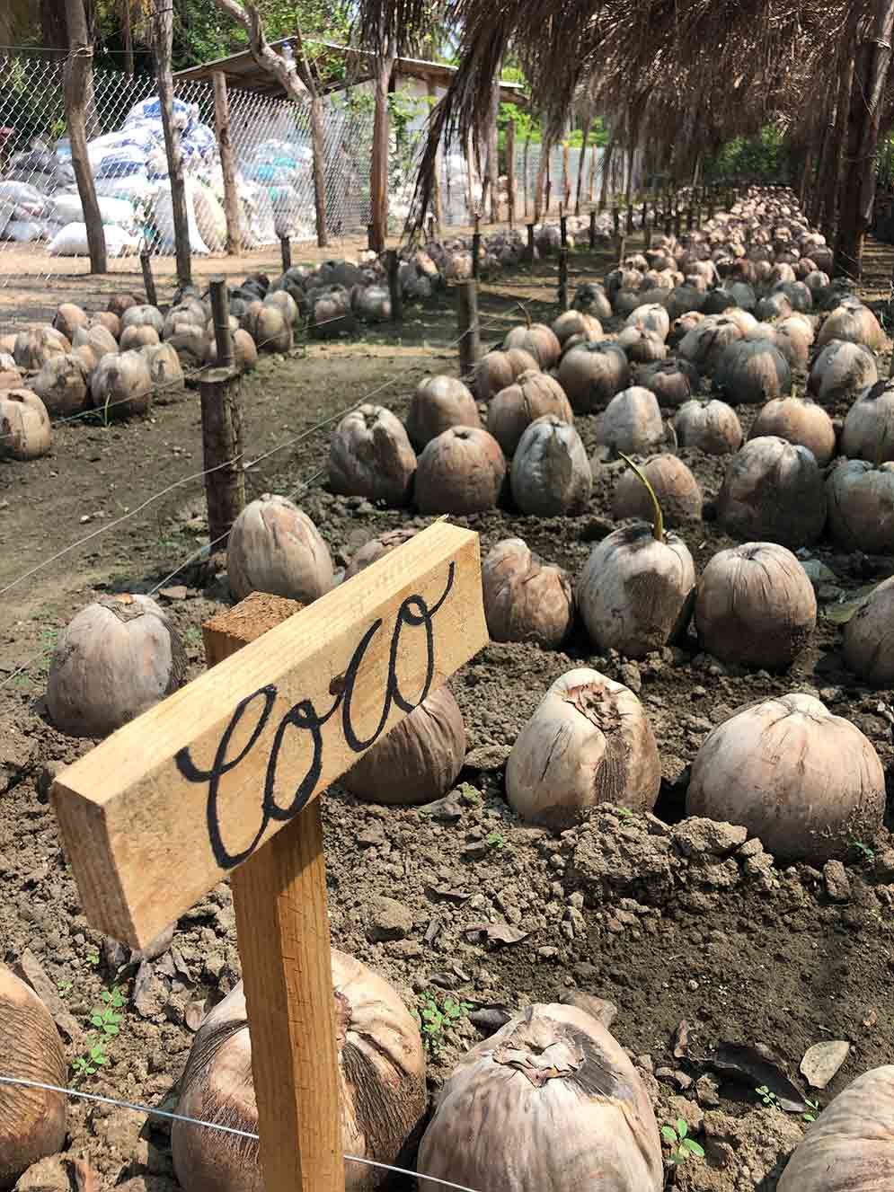 A wooden sign with the word coco written on it is in a field of coconuts.