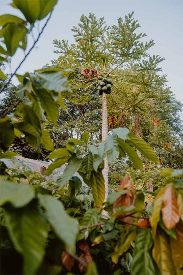 A tree with lots of leaves is surrounded by other trees.