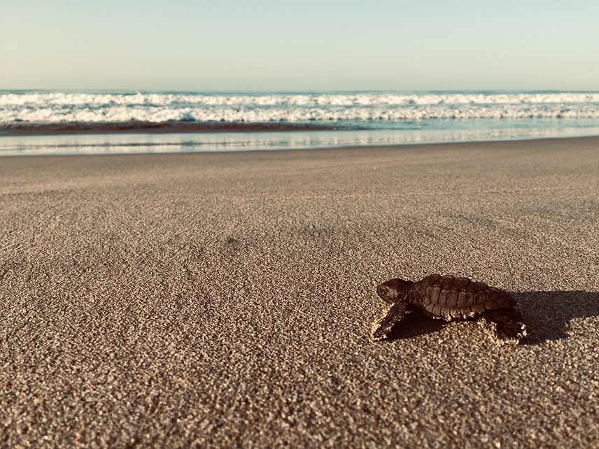 A small turtle is crawling on the beach near the ocean