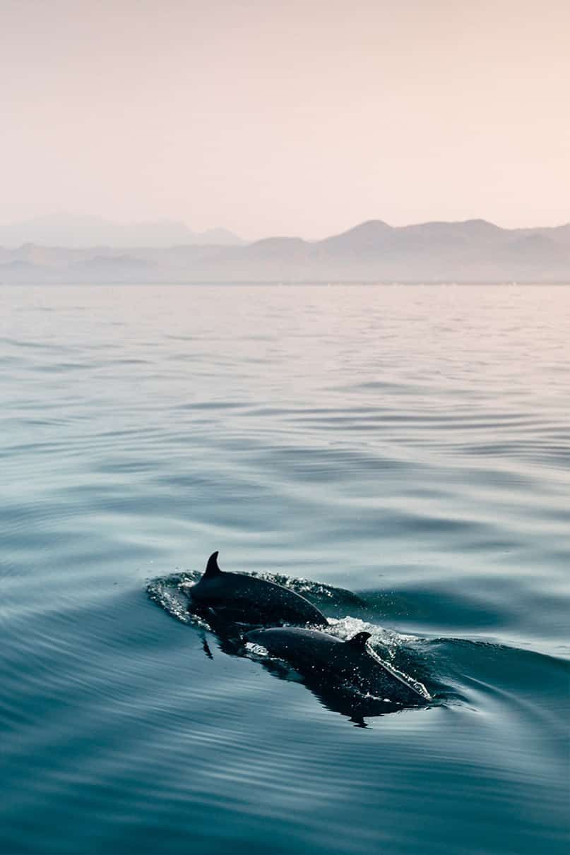 A couple of dolphins are swimming in the ocean.