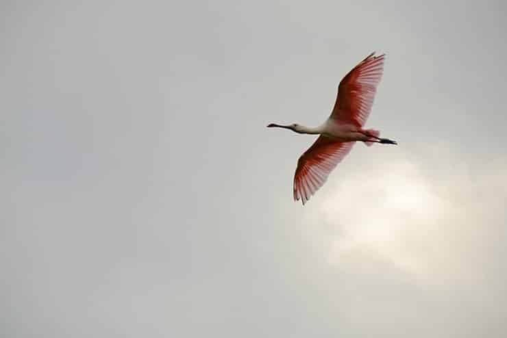 A flamingo is flying through a cloudy sky.