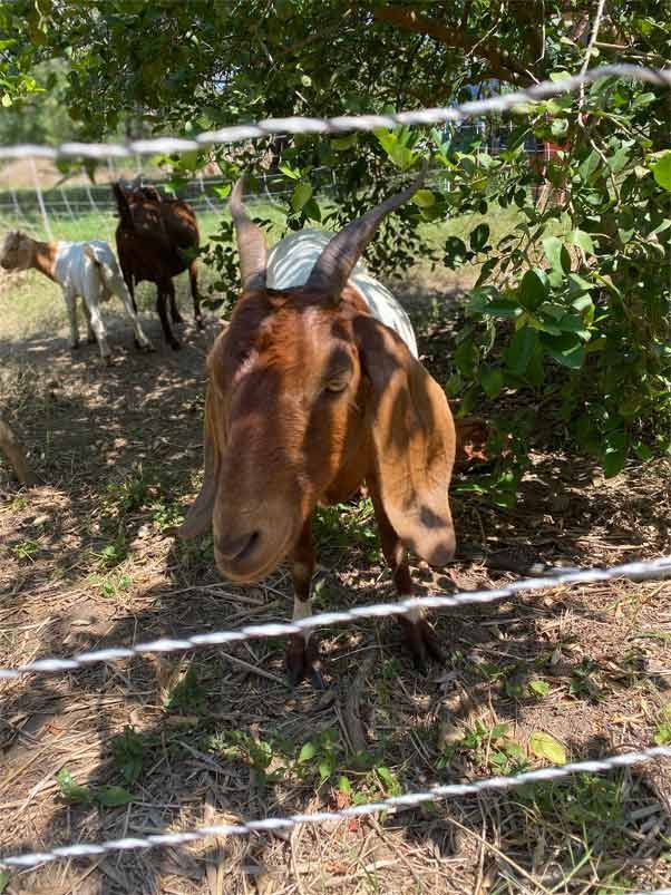 A goat is standing behind a barbed wire fence in a field.