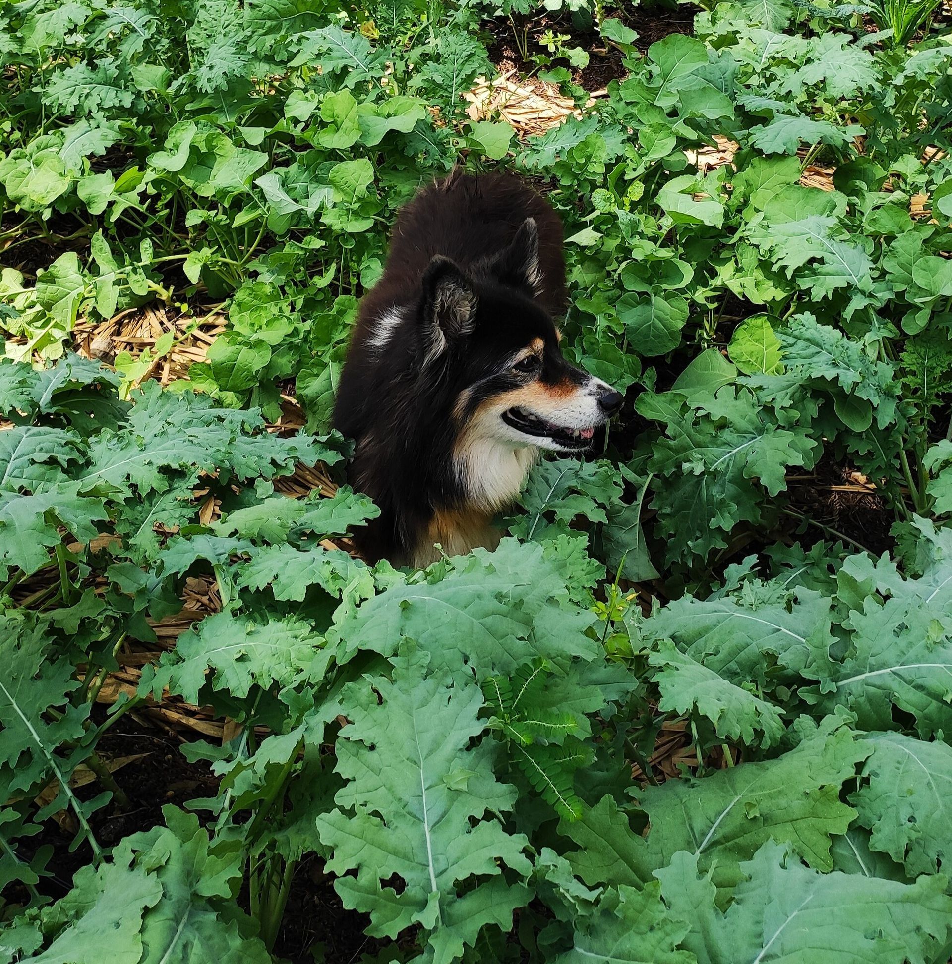 A dog is standing in a field of green leaves