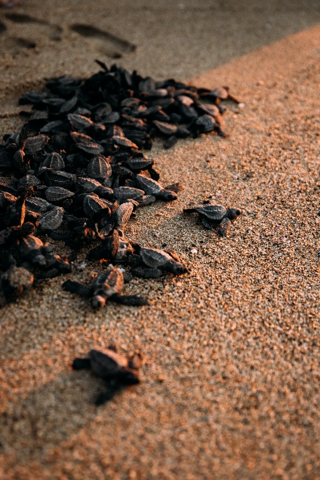 A bunch of baby sea turtles are crawling on the sand on the beach.
