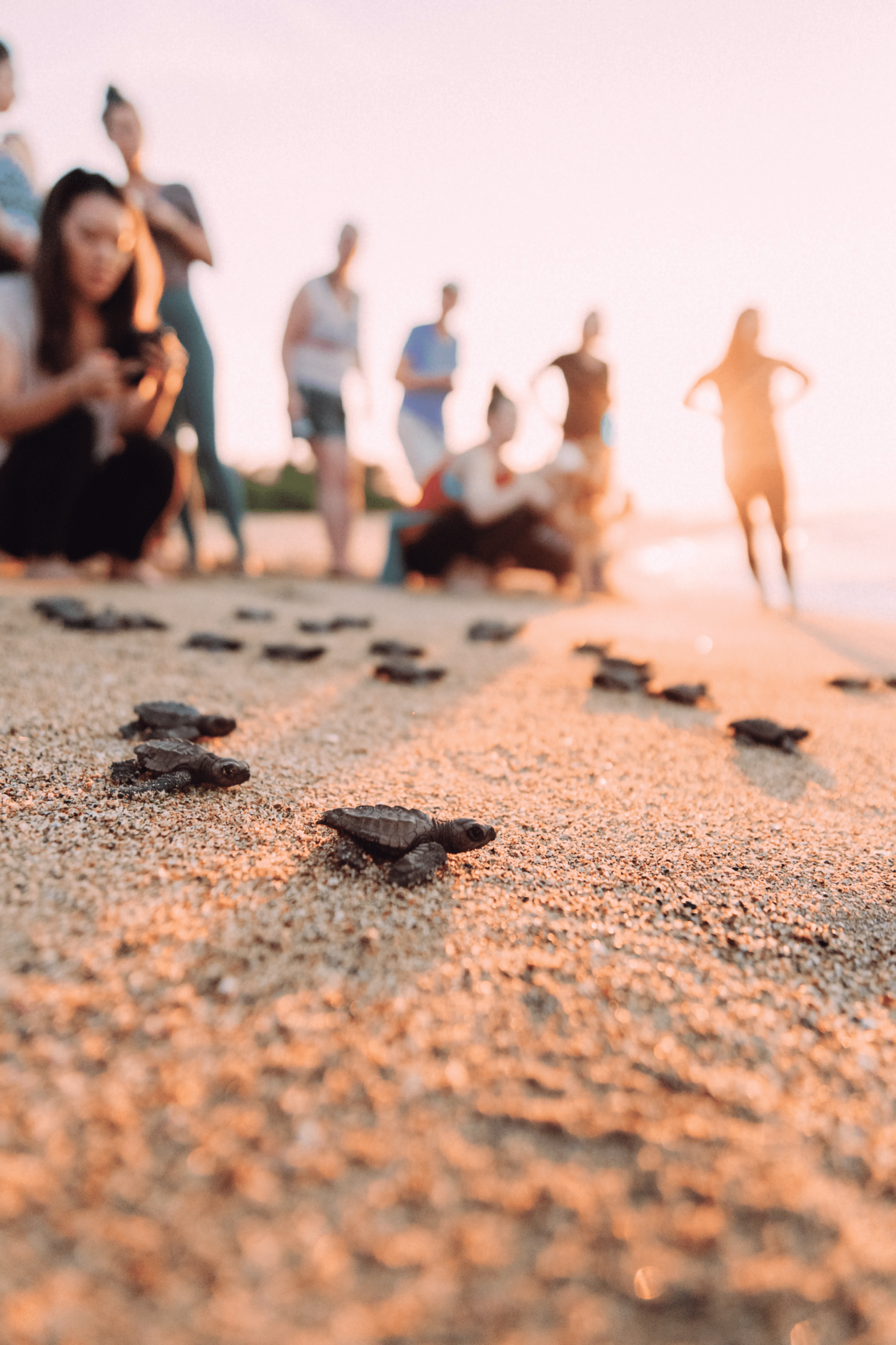 A group of people are watching sea turtles hatch on the beach.