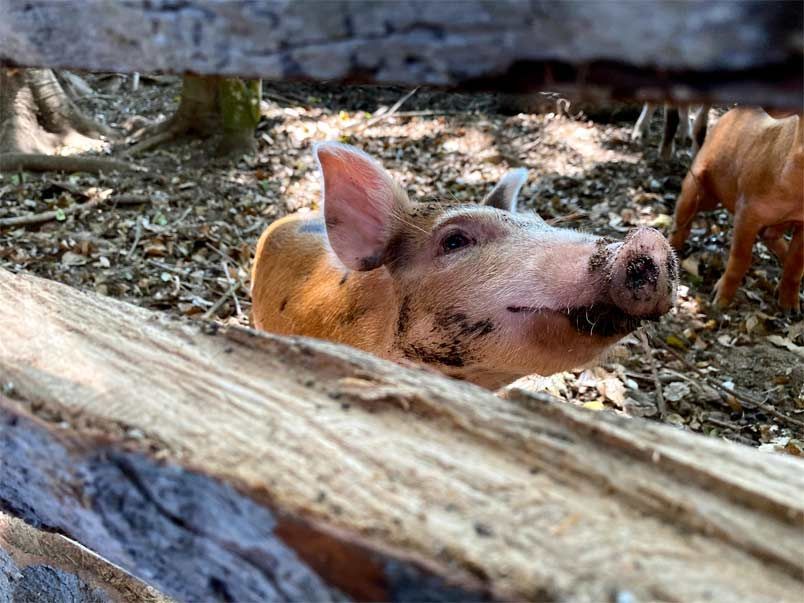 A pig is looking through a wooden fence.