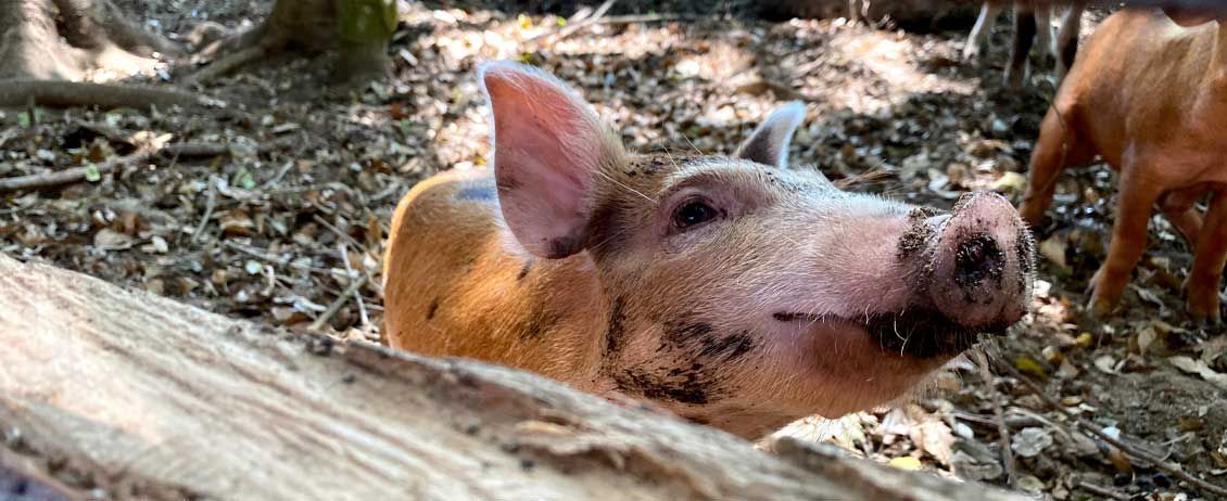 A close up of a pig laying on the ground looking at the camera.