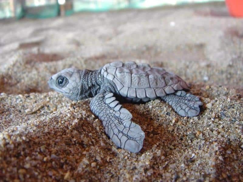 A baby sea turtle is sitting on top of a pile of sand.
