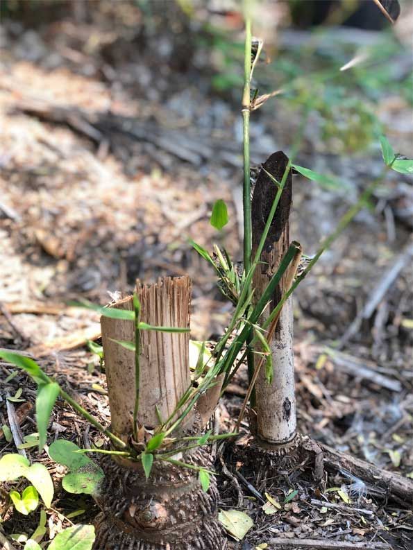 A small plant is growing out of a tree stump.