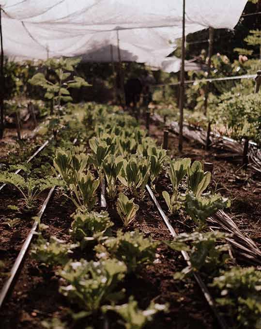 A row of lettuce plants growing in a greenhouse.