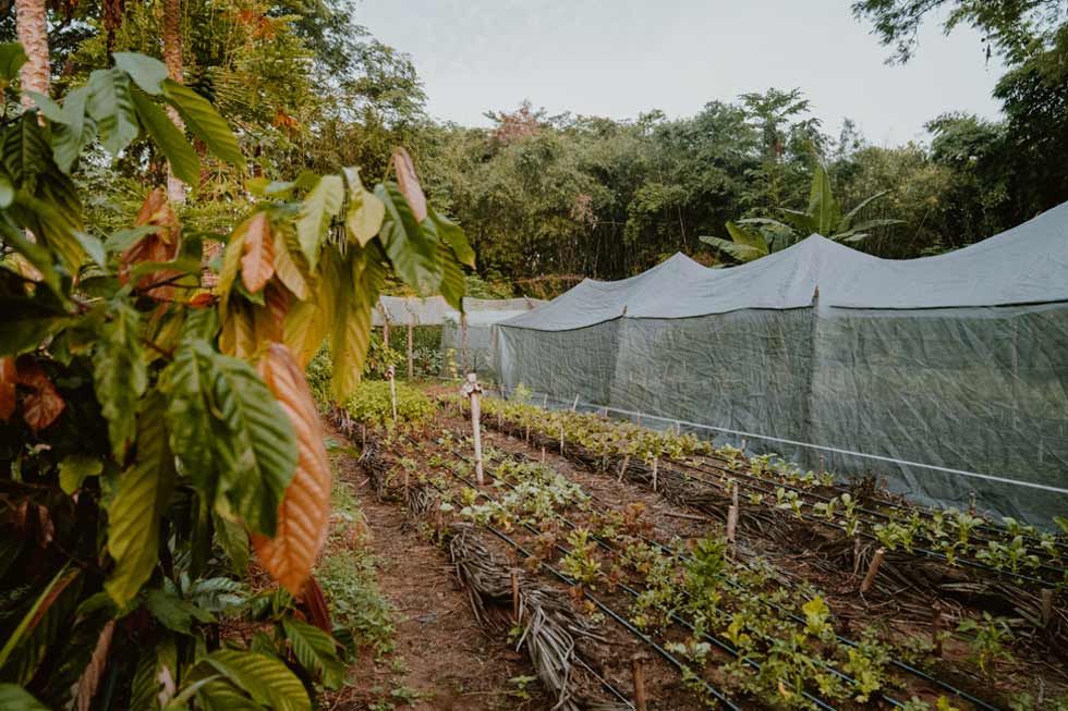 A greenhouse filled with lots of plants and trees.