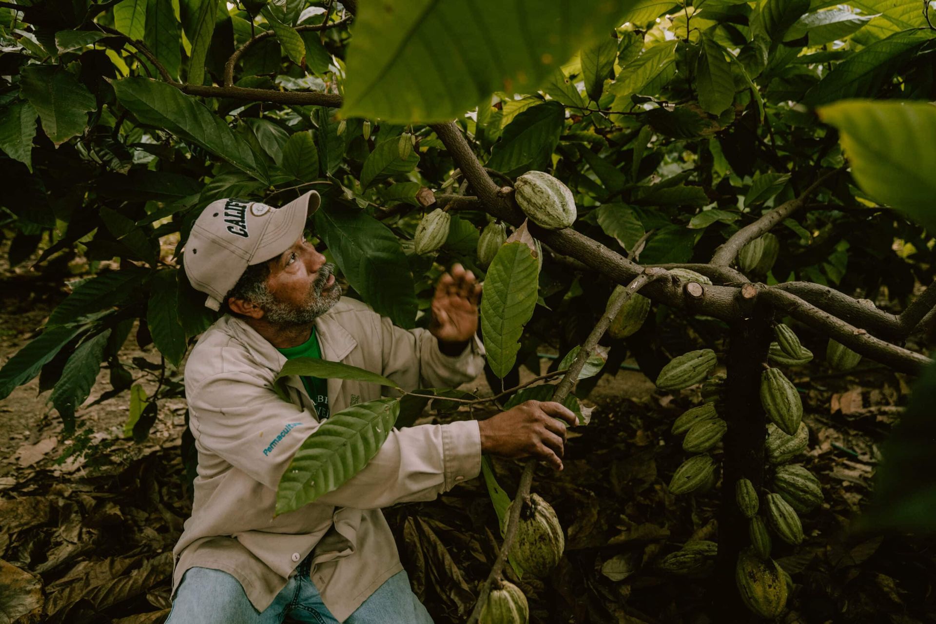 A man is picking cocoa beans from a tree.
