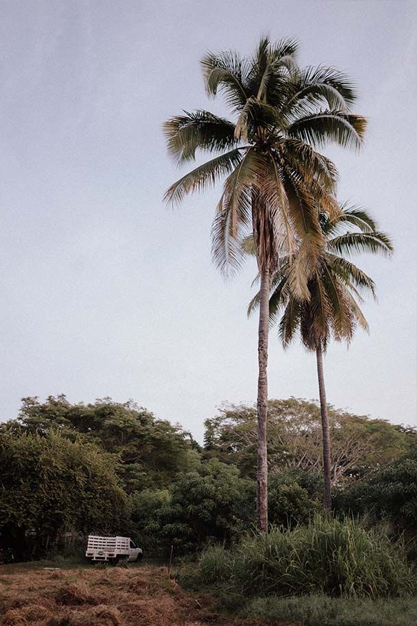 A white truck is parked under a palm tree in a field.