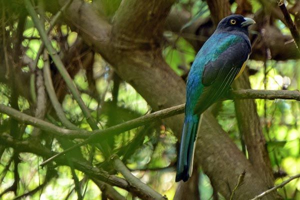 A blue and green bird perched on a tree branch.