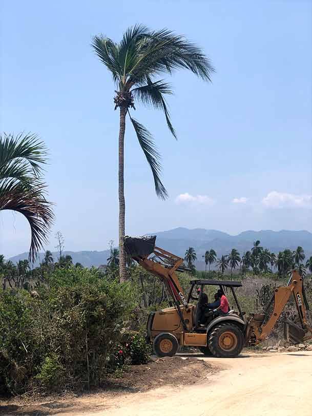A man is driving a bulldozer next to a palm tree.