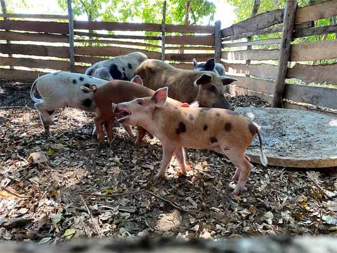 A group of pigs are standing in a fenced in area.