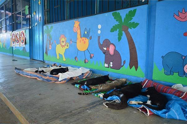 A blue wall with animals painted on it