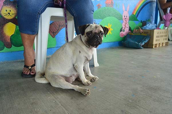 A pug dog is sitting next to a person in a chair.