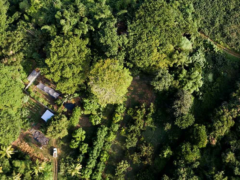 An aerial view of a lush green forest with trees and a road.