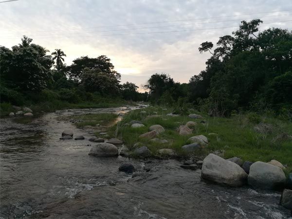 A river flowing through a lush green forest