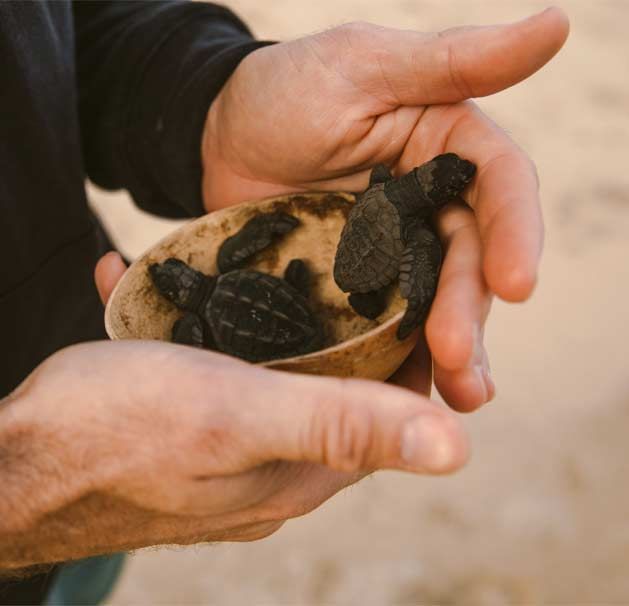A person is holding a bowl of baby sea turtles