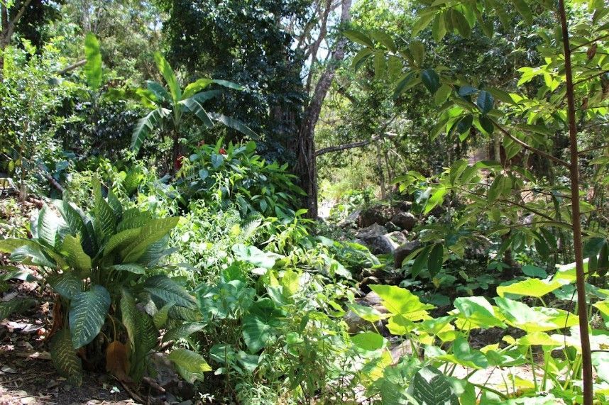 A lush green forest with lots of trees and plants