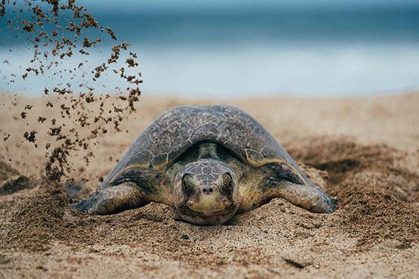 A sea turtle is laying in the sand on the beach.