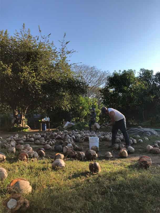 A man is standing in a field of pumpkins.