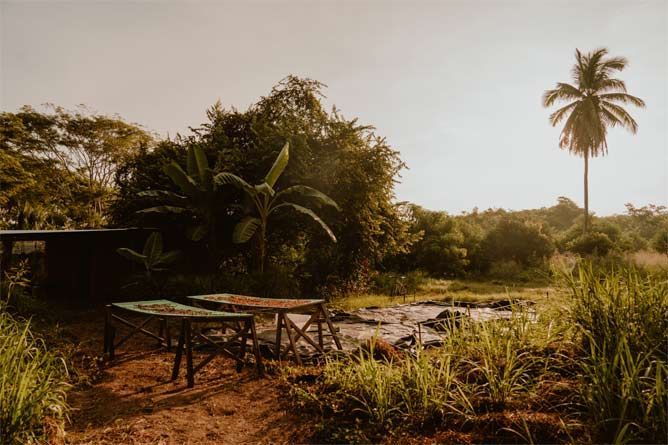 A picnic table in the middle of a lush green field with a palm tree in the background.