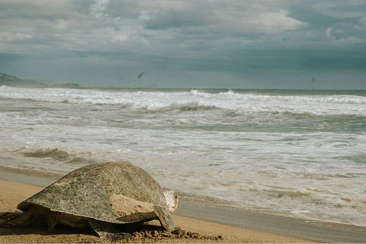A sea turtle is sitting on a rock on the beach near the ocean.