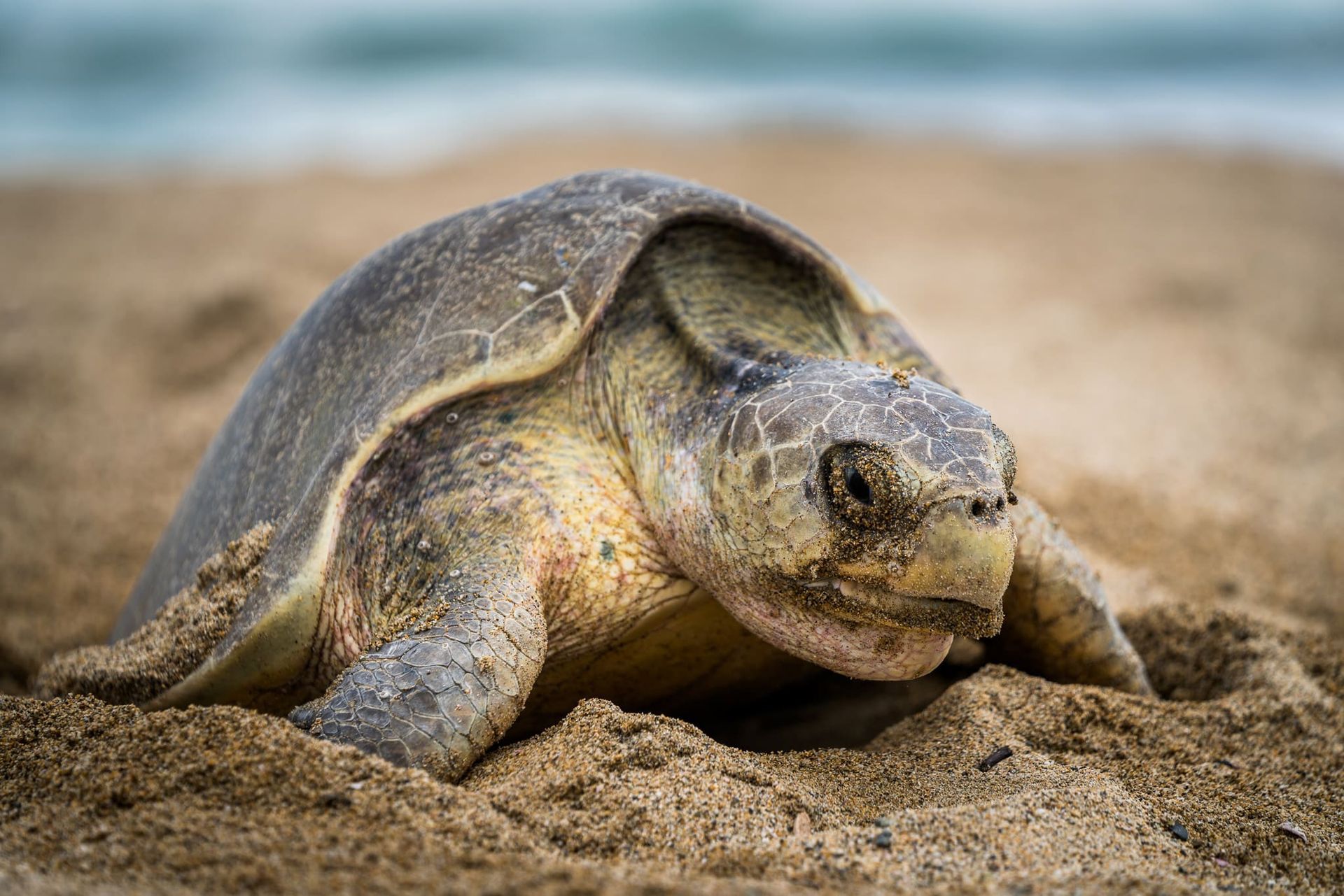 A sea turtle is laying eggs in the sand on a beach.