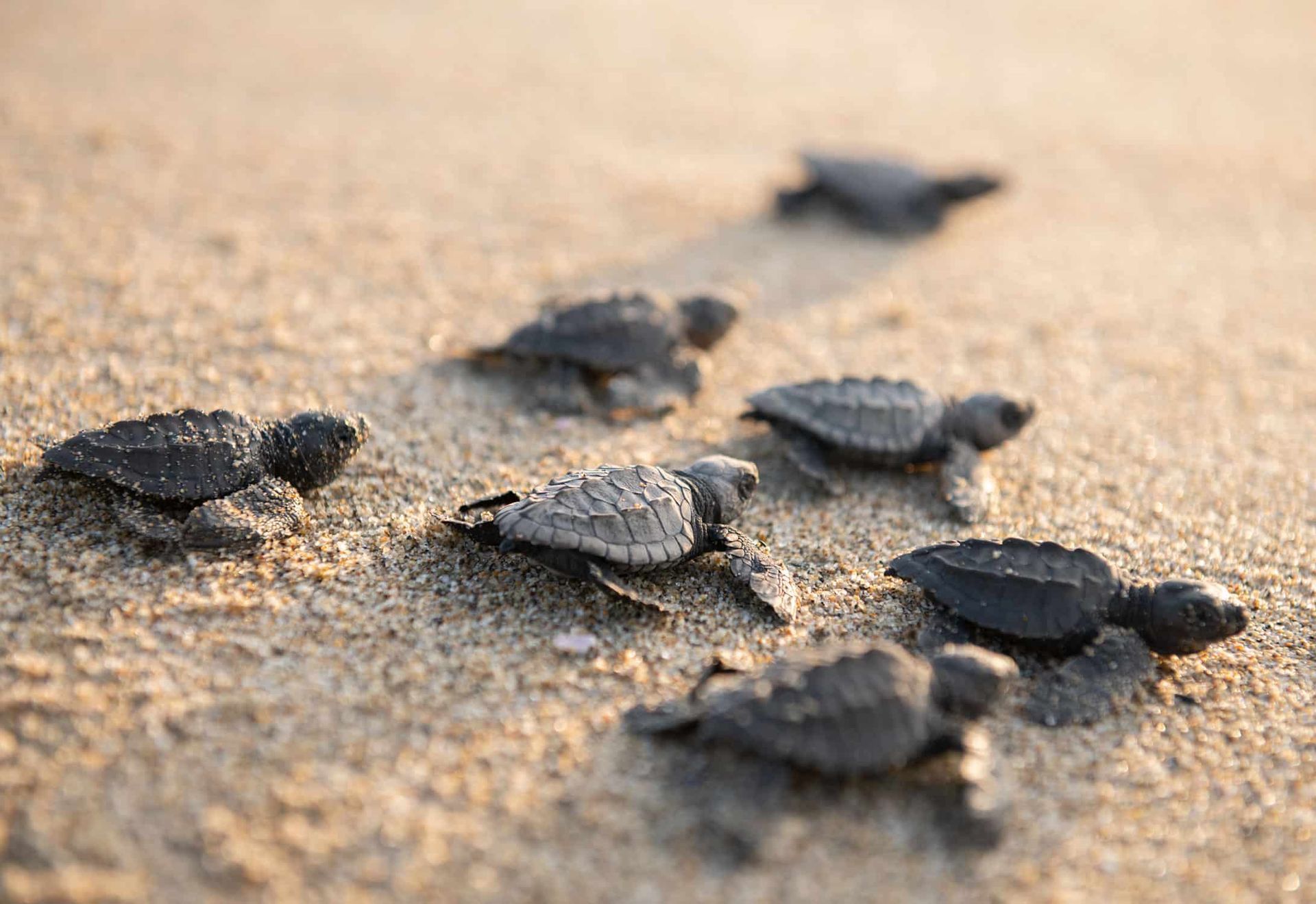 A group of baby sea turtles are walking on the beach.