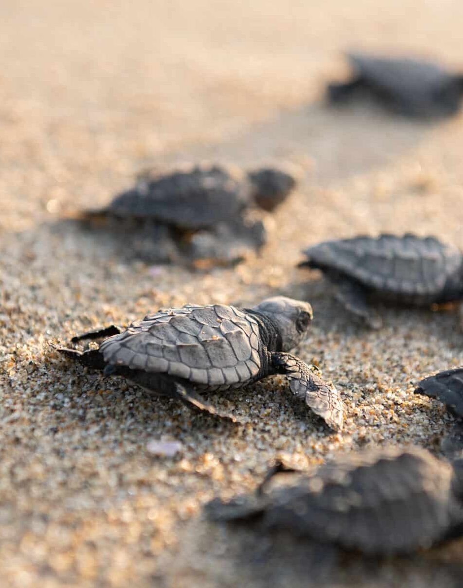 A sea turtle is crawling on a sandy beach near the ocean.