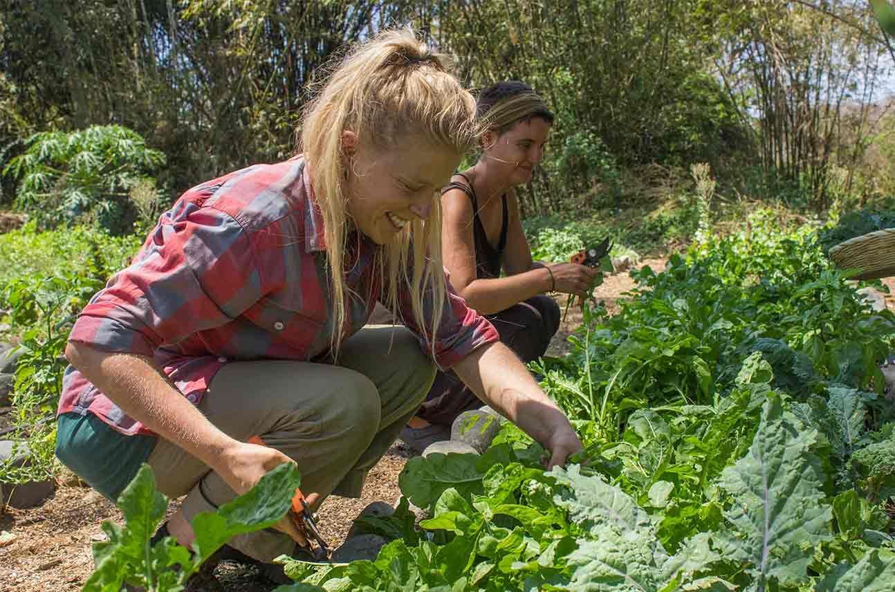 Two women are picking vegetables in a garden.