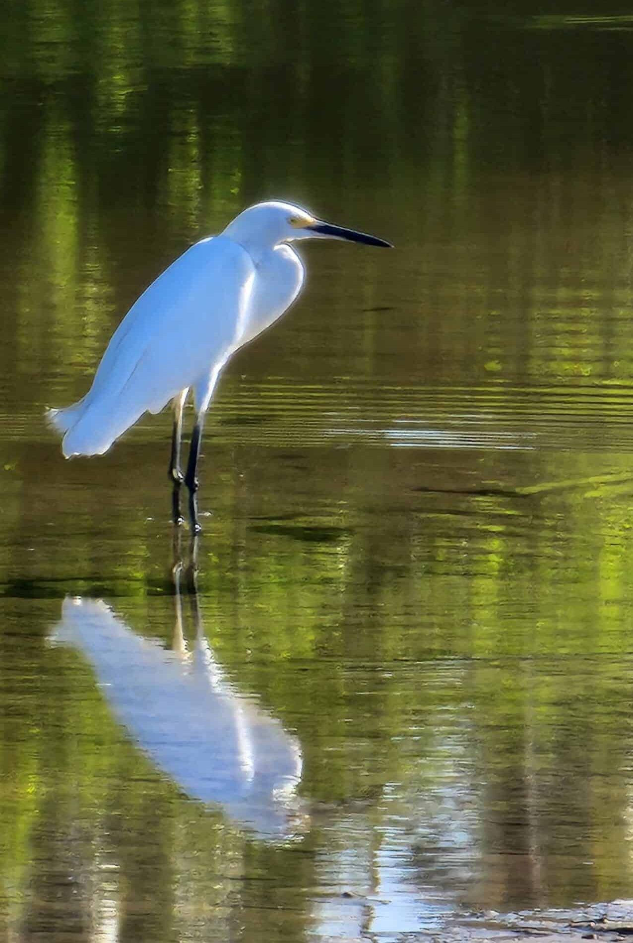 A white bird is standing on one leg in the water.