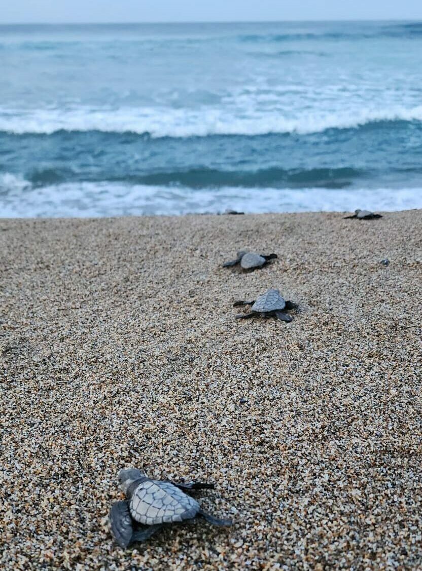 A group of pigeons are laying on a beach near the ocean