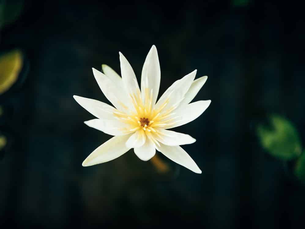A close up of a white flower with a yellow center