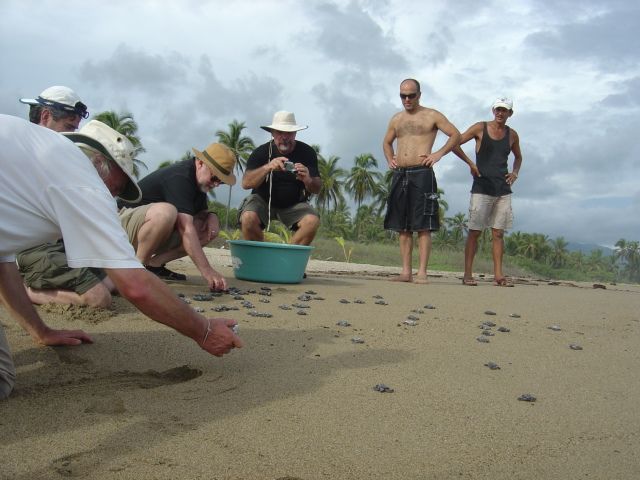 A group of men are gathered on a beach looking at sea turtles