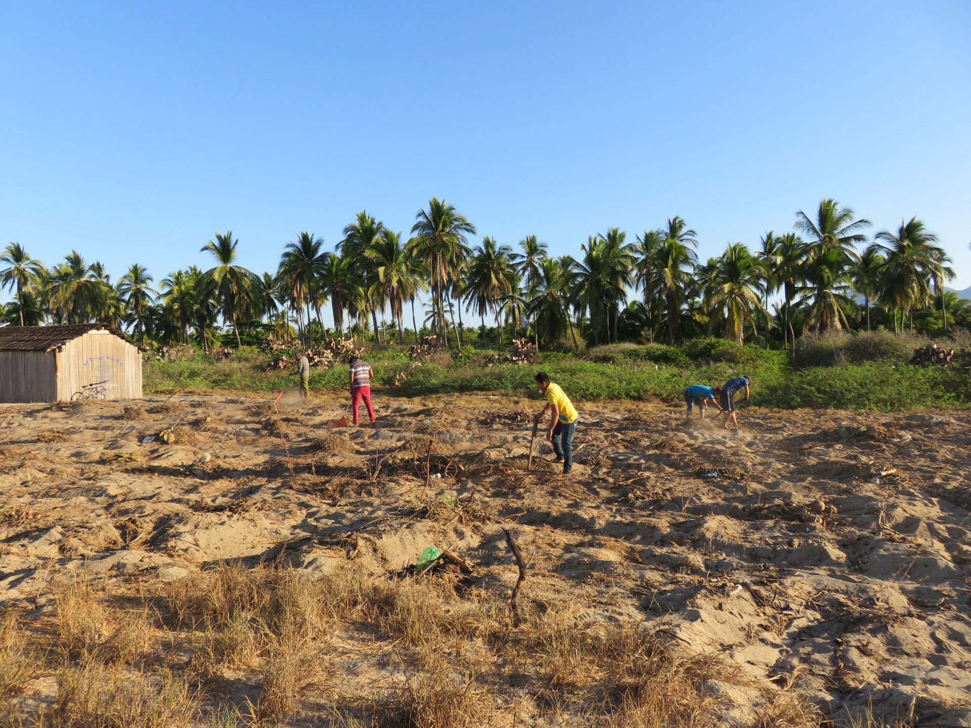 A group of people are working in a field with palm trees in the background