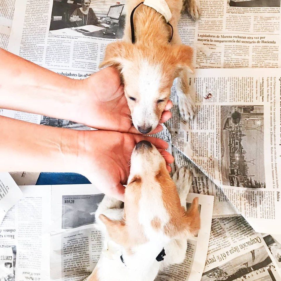 Two dogs are laying on top of a pile of newspapers