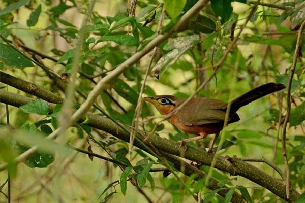 A small bird perched on a tree branch surrounded by leaves.