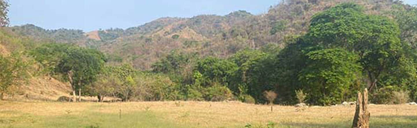 A field with trees and mountains in the background.