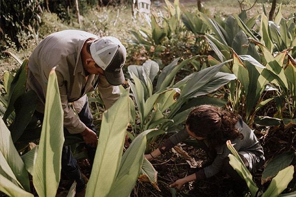 A man and a woman are picking plants in a garden.