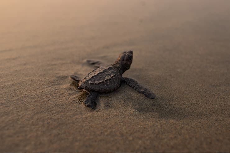 A baby sea turtle is crawling on a sandy beach.