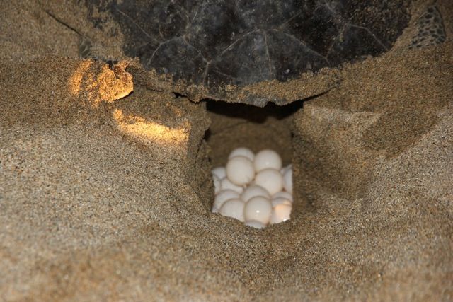 A sea turtle is laying eggs in the sand.