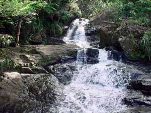 A waterfall is surrounded by rocks and trees in the middle of a forest.
