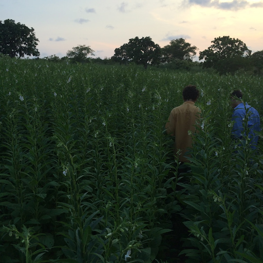 Two men are standing in a field of tall green plants